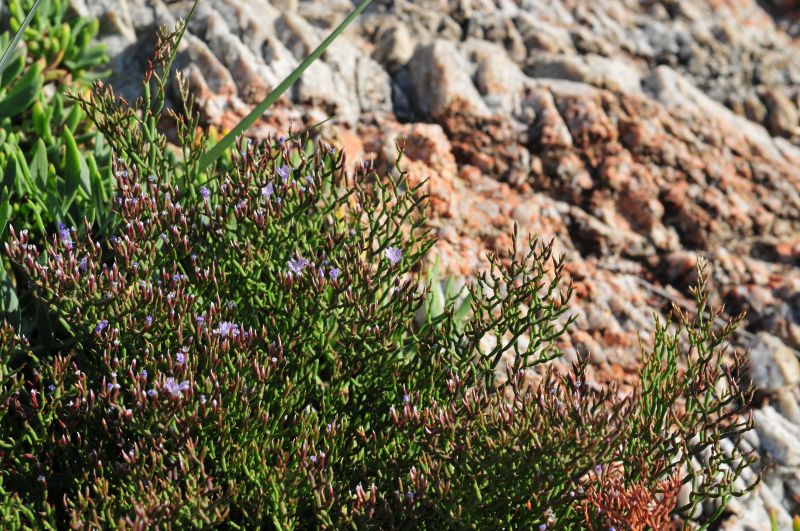 Limonium contortirameum